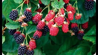 Como Plantar Moras O Zarzamoras En El Huerto O Jardin  La Huertina De Toni [upl. by Gitt]