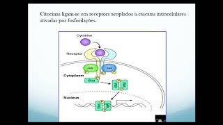 Citocinas e Quimiocinas [upl. by Ardene]