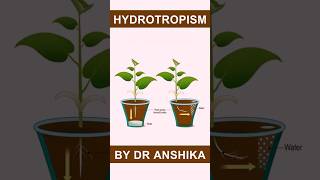 Hydrotropism Explained  How Plants Respond to Water  Plant Tropic Movements [upl. by Sterrett]