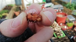 Starting off Chufa early for reliable harvest in UK Edible tubers Quick look at oca and ulluco [upl. by Artinek836]