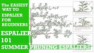 HOW TO ESPALIEREASY ESPALIER DIY Espalier Fruit Trees HOW TO SUMMER PRUNE Espalier Trees [upl. by Mame]