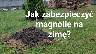 Jak zabezpieczyć magnolie na zimę [upl. by Arzed]