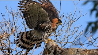 Ornate HawkEagle in Mexico [upl. by Lytton963]