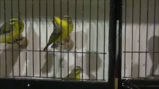 European Finches Chirping loud  CANADIAN NATIONAL CAGE BIRD SHOW amp EXPO 2014 [upl. by Imoyik]