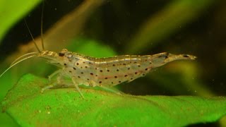 The Amano shrimp Caridina multidentataSpecies Spotlight [upl. by Egon]