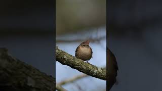 Wren Call birds nature shorts [upl. by Aradnahc789]