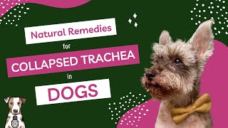 Natural Remedies for Collapsed Trachea in Dogs with Dr Judy Morgan [upl. by Beckie]