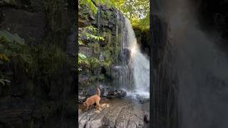 Waterfall Walk in the Dales doglovers travel waterfall [upl. by Weiner]