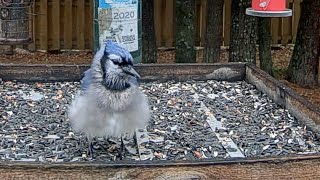 Fluffy Aggressive Blue Jay Flexes Might Around Ontario Feeders  November 4 2024 [upl. by Imoyn202]